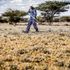 desert locusts