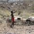 herdsboy