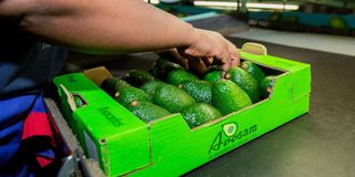 avo