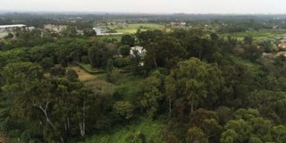 Ngong Forest