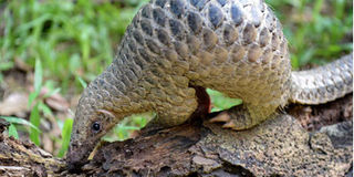 Sunda pangolin at Singapore Zoo