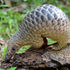 Sunda pangolin at Singapore Zoo