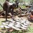 Turkwel dam, Fish, Fishing