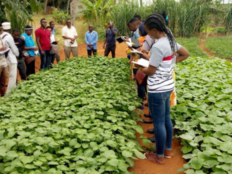 Waweka vyeti kabatini na kujiajiri kilimo cha mbogamboga - Mwananchi