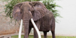 Ahmed, Elephant