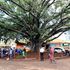 Fig Tree