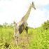 Male white giraffe 