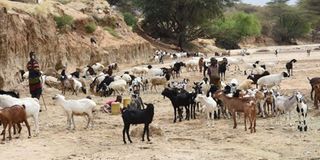 Children herd goats and sheep at a seasonal riverbed at Karoge village, Turkana County
