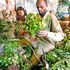 Miraa trader
