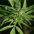 Marijuana