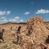 Farmers harvest sorghum