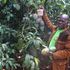 Mango farm