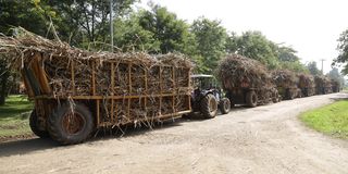 Sugarcane at Chemelil Sugar Factory in Kisumu County on January 14, 2020.