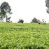 Tea farmers