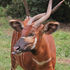 Mountain bongo