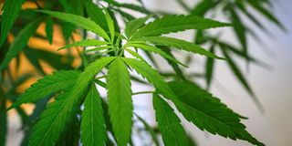 cannabis plant