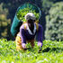 Tea farm