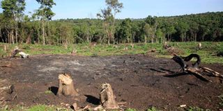 Nyakweri Forest