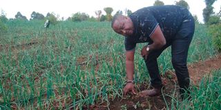 Arimi Farm