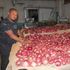 Daniel Moge, onions