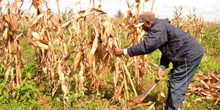 Maize stalks