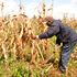 Maize stalks 