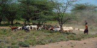 A girl herds sheep