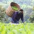 Nyeri tea farmer.