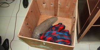 pangolin