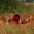 Queen Elizabeth National Park