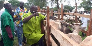 Rinderpest vaccination