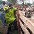 Rinderpest vaccination 