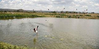 Flamingos