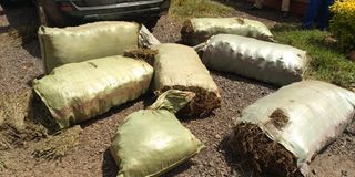 Migori bhang