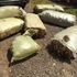 Migori bhang