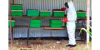 bee keeping