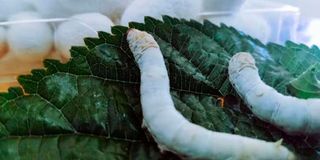 Gold Silkworms.