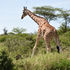 Giraffes