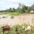 floods