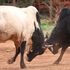 Bull fight