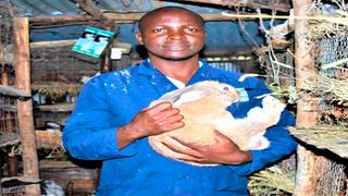 rabbits