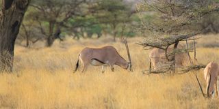 Beisa Oryx