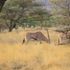 Beisa Oryx
