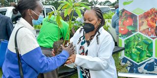 Waiguru avocado seedlings