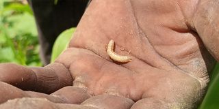 fall armyworms