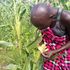 fall armyworms 