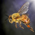 Bees