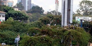 Marabou stork