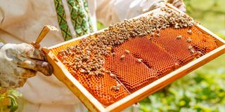 Beekeeping