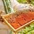 Beekeeping 